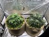 Nanners!! Canna Cheese & Toof Decay No-Till