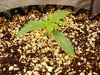 Grow 03 Day 09.JPG