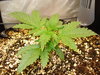 Grow 03 Day 14.JPG