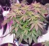 bc dwc 001.jpg