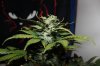 AUTO GREEN POISON_8-25-13 3.jpg