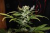 AUTO GREEN POISON_8-25-13 5.jpg