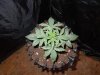 DSCN6215.jpg