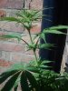 IMG_20130831_145203.jpg