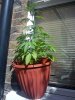 IMG_20130831_145259.jpg