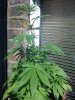 IMG_20130831_145456.jpg