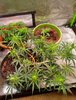 banana blaze day 35-38.jpg
