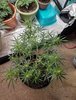 banana blaze day 39#1.jpg