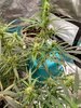 banana blaze day 39 #3.jpg