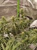banana blaze day 55 #2.jpg