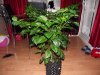DSCF3171.jpg