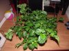 DSCF3173.jpg