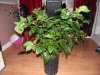 DSCF3174.jpg