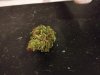 Think Different bud .. .jpg