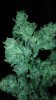 Think Different Fresh bud.jpg