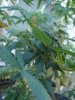 DSC02350.jpg