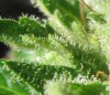 Per-D103Trichs.jpg