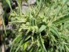 Sati Bud1.jpg