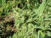 Sati Bud2.jpg