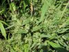 Sati Bud3.jpg