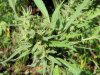 Sati Bud4.jpg