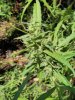 Sati Bud5.jpg