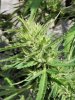 SCH Bud1.jpg