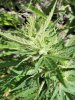 SCH Bud2.jpg