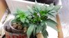 20130903_153126.jpg