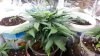 20130903_153152.jpg