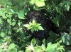 2013-07-05_17-14-23_594.jpg