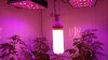 DSC01528.jpg