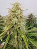 Canna-cheese close up.jpeg