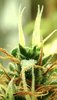 Runtz-closeup4-80.jpg