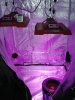 grow pics 002.jpg