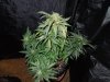 DSCN6242.jpg