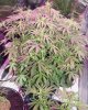 m.dwc 003.jpg