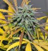 082913 - NL ready for harvest.jpg