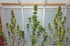 082913 - Three NL trimmed for harvest.jpg