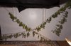 082913 - hanging the NL harvest.jpg