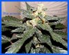DSCF1614.jpg