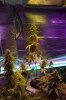 _DSC0705.jpg