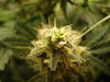 Grow 03 Day 69b.JPG