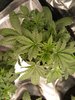 Green crack and white widow day 23