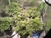 Go girls, day 26