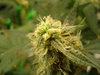 Grow 03 Day 72d.JPG
