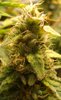 Grow 03 Day 74ga.jpg