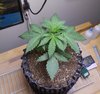 Day 16 b4 LST.JPG