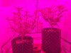 2022-04-11-193534_002.jpeg 2022-04-11-193534_002.jpeg