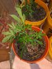 PXL_20220419_002124835.jpg PXL_20220419_002124835.jpg